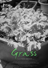 Grass